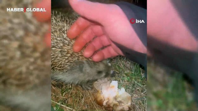 Kirpiyi kızarmış tavukla besledi, iştahla yediği anlar viral oldu