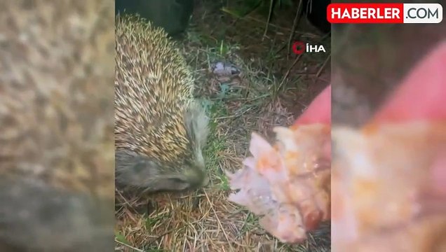 Bolu'da Kirpiyi Kızarmış Tavukla Besleyen Doğaseverin Görüntüleri İlgi Gördü