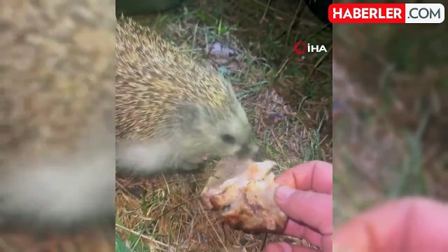 Bolu'da Kirpiyi Kızarmış Tavukla Besleyen Doğaseverin Görüntüleri İlgi Gördü