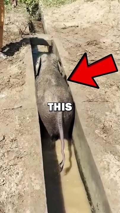 BABY ELEPHANT RESCUE! #pets #animalrescue #animalstories #animals #cute