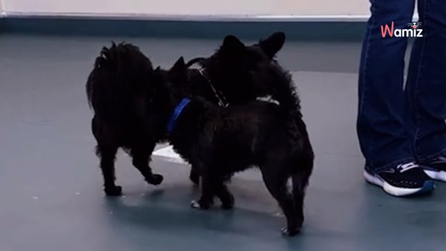 Deux chiens sont sauvés d'une ferme à chiots et sont séparés : ils se retrouvent par hasard quelques années après