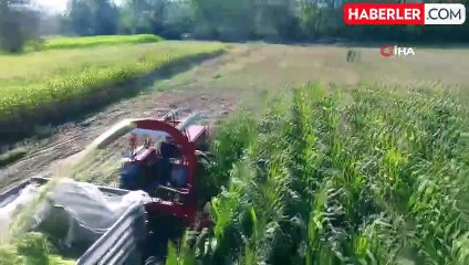 Sinop'ta Silajlık Mısır Hasadı Sona Erdi