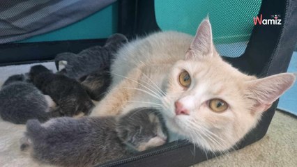 Une chatte errante demande de l’aide à une famille : quelques temps plus tard, c’est la grosse surprise !