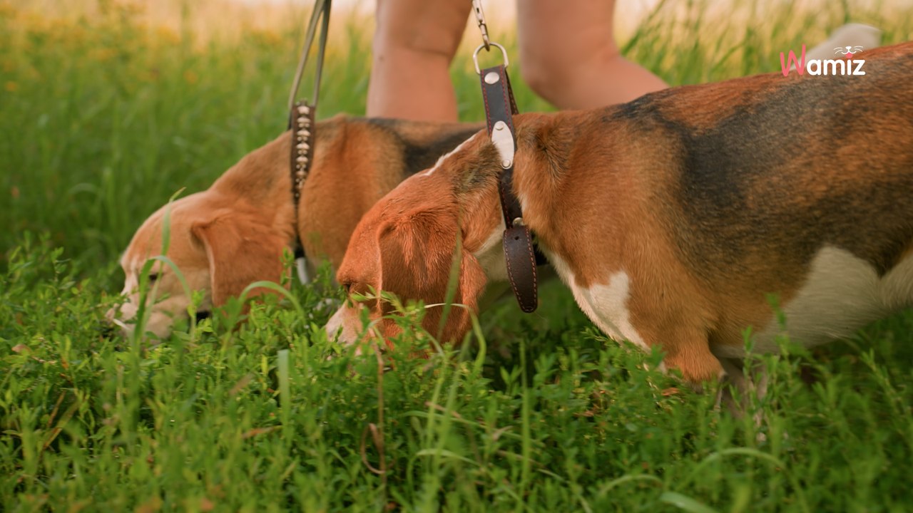 Moselle : un homme et son chien mortellement percutés par une voiture, un second chien blessé