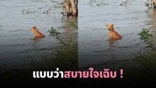 เจ้าตูบไปนั่งแช่น้ำอะไรตรงนั้น ฟีลลิ่งแบบว่าสบายใจเฉิบ !