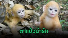 มาส่องลูก ค่างแว่นถิ่นเหนือ เจ้าตัวจิ๋วสีส้มสุดน่ารัก
