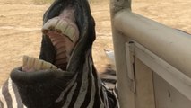 Woman enjoys solo birthday trip to safari and feeds zebras in the wild