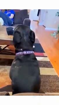 Funny animal videos 😹🤣 #funnyanimals #pet #cat #dog #cute #animals