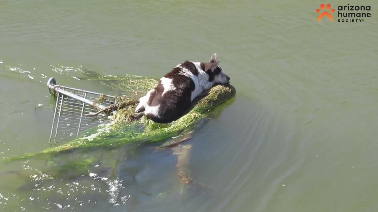 Hund gerettet, nachdem er auf dem Einkaufswagen den Kanal hinunterschwimmend gefunden wurde
