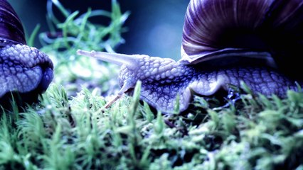 Rost und Knochen - Herbst