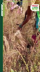 आदिवासी पट्ट्यात वरई सोंगणी कशी केली जाते