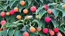 lychee fruit