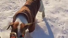 كلاب حريفه | professional dogs