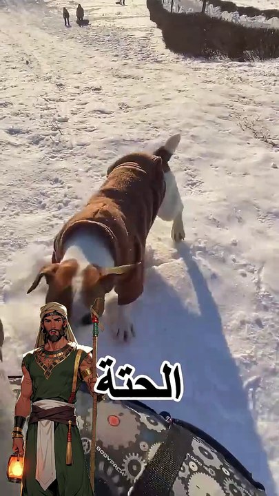 كلاب حريفه | professional dogs