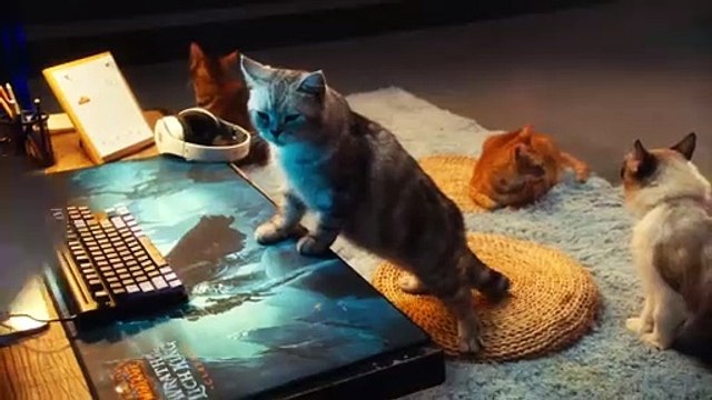 Blizzard dreht für den Release von WoW: Wrath of the Lich King Classic süßen Trailer mit Katzen