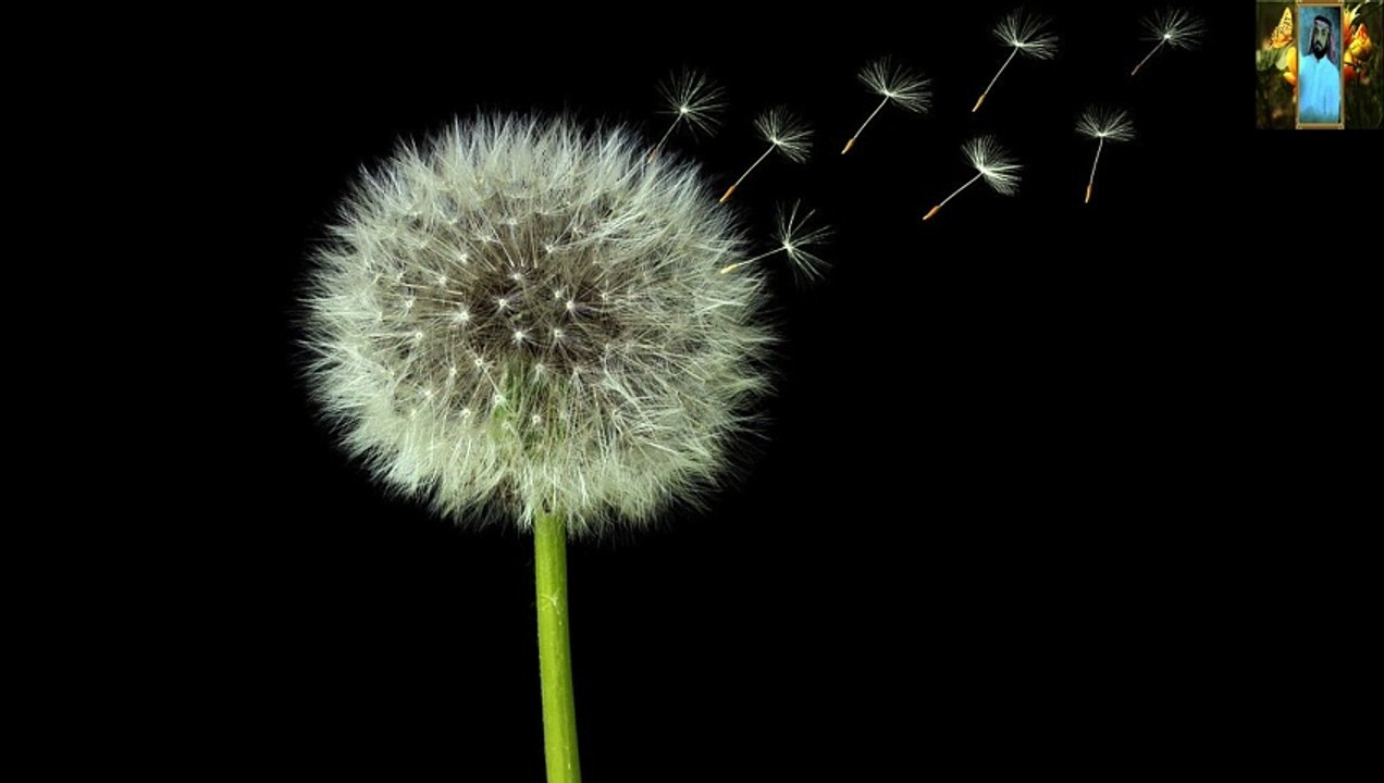 قران اجمل صوت قران في الدنيا يحرك القلوب قناة علي الفرهود القران الكريم