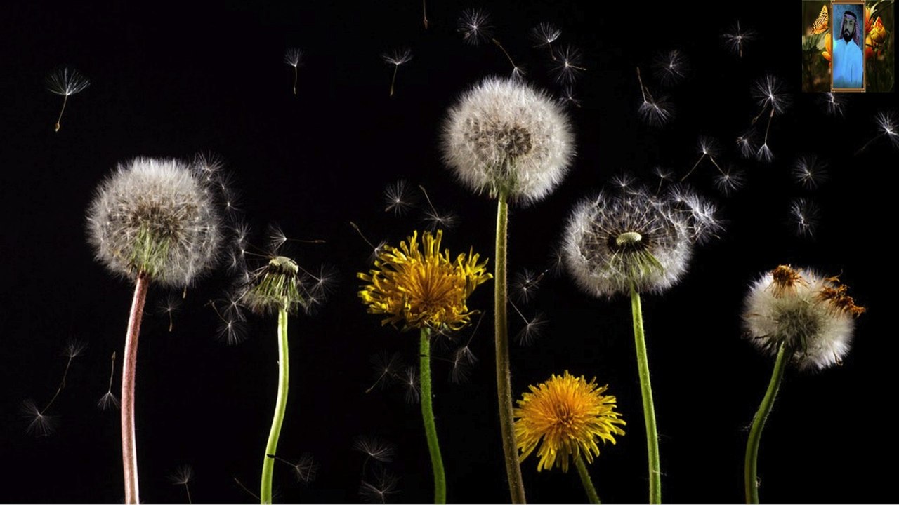 من أجمل تلاوات القرآن الكريم قناة علي الفرهود القران الكريم