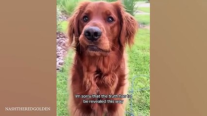 DOGS-are-the-FUNNIEST-creatures-on-Earth_331