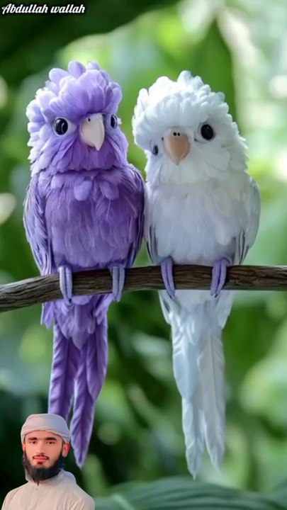 Surah Mulk |سوره الملك |The Key to Protection and Divine Mercy ¹ #foryou #foryou #foryou #shortsvideo #shortfeed #shorts #IslamicShorts #bird