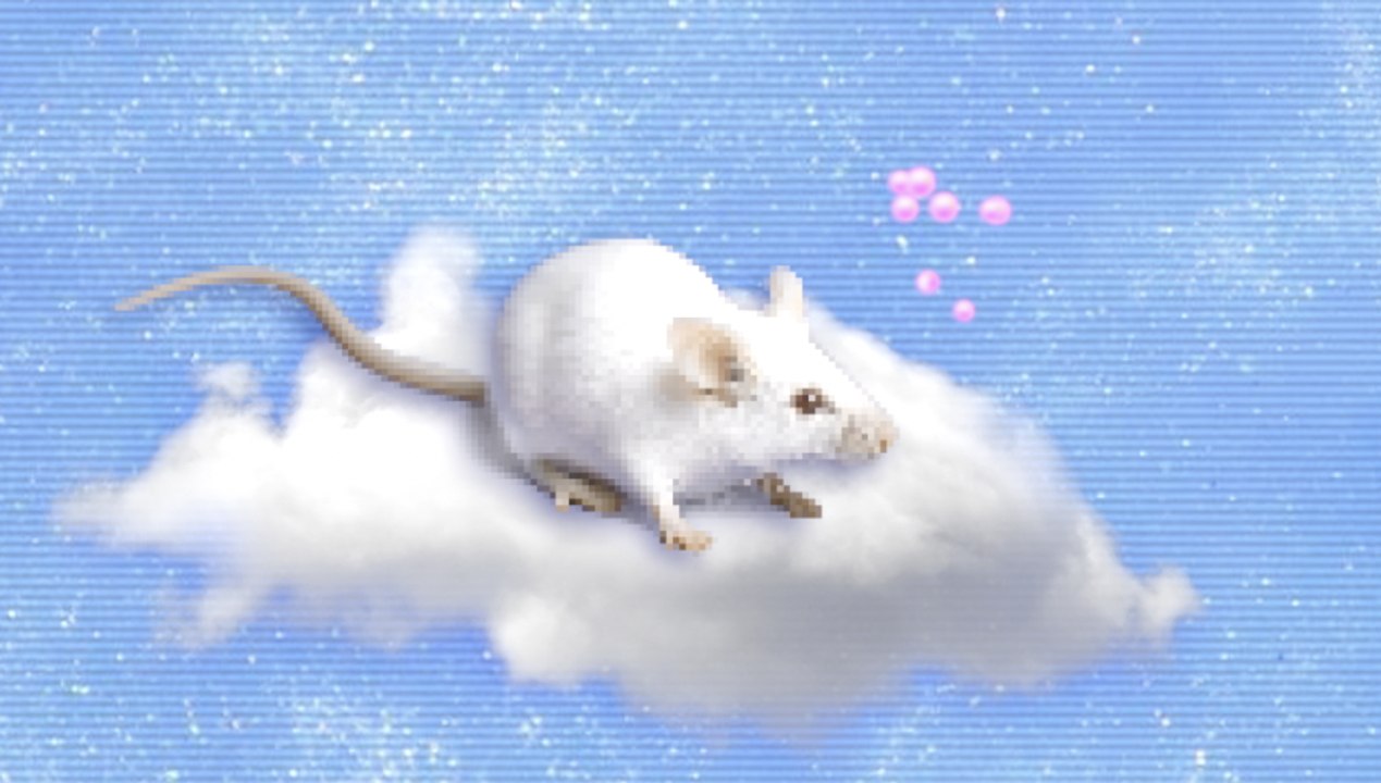 Les Rats Déplacent des Particules à Distance !