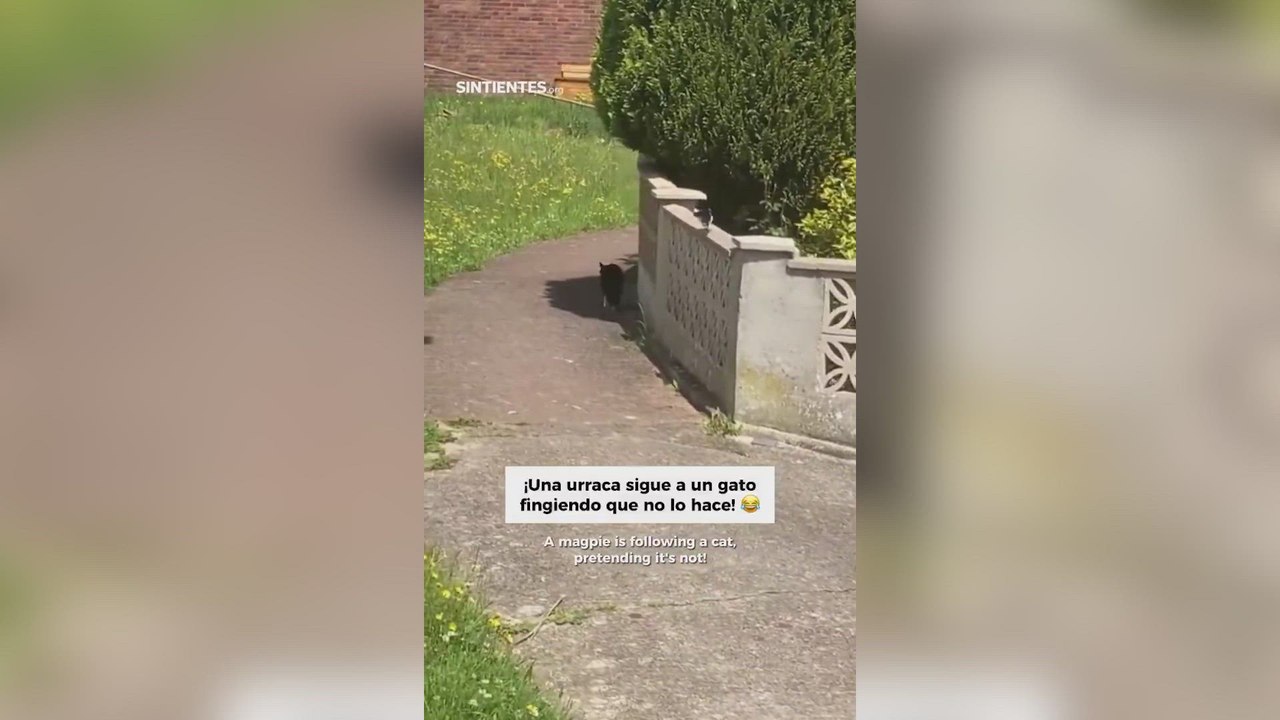 La cómica persecución de una urraca a un gato que parece de película