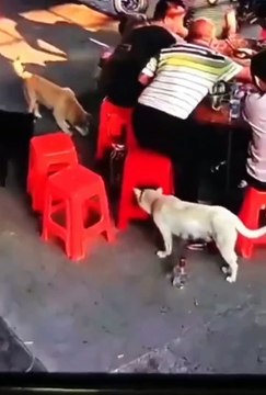 2024 best animals videos #cutecatvideos #funnycatvideos #cuteanimals #funny #reels #shortsvideo #shorts #animal #funny animals #cat #animals #fyp