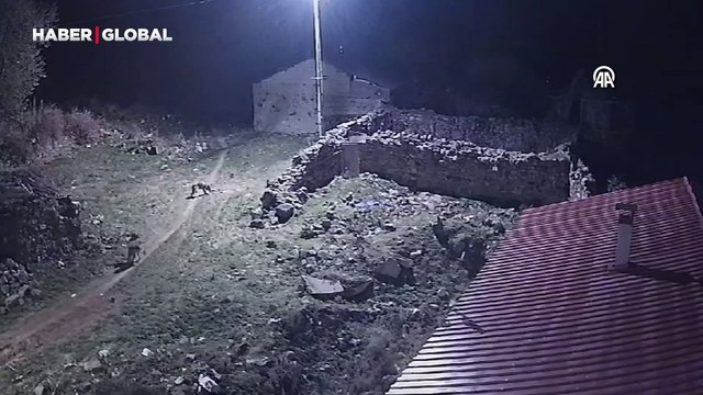 Yerleşim yerine inen kurtlar güvenlik kamerasınca kaydedildi