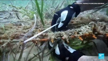 COP29 countries endorse global carbon market framework