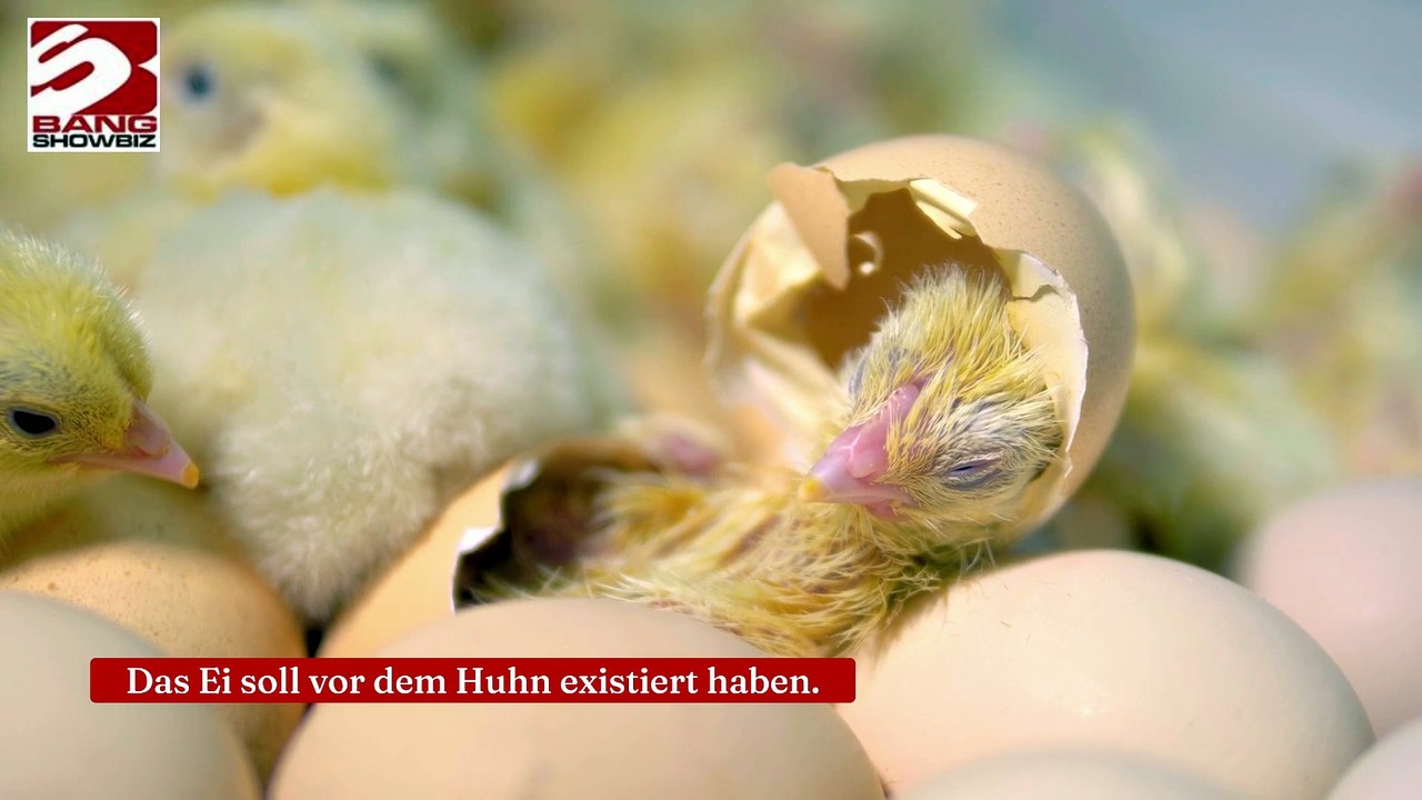 Das Henne-Ei-Problem ist von Wissenschaftlern gelöst worden.