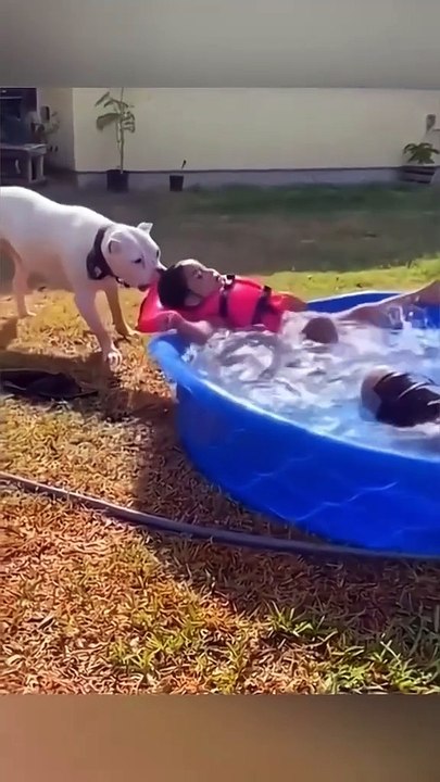 Funny animal videos 😹🤣 #funnyanimals #pet #cat #dog #cute #animals  funny animals,funny video,funny animal videos,funny dog videos 2024,funny dog videos,funny animals videos 2024,cute animals,funny videos,funniest animals,funny dogs and cats videos 2024