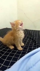 Cute Orange thinks she is Godzilla