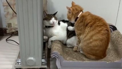 Affectionate cat’s massage attempt hilariously backfires as friend is not in the mood
