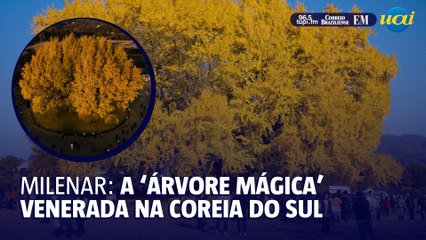 A "árvore mágica" venerada na Coreia do Sul