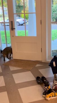 Rescued Cat Opens Door and Lets Himself Out