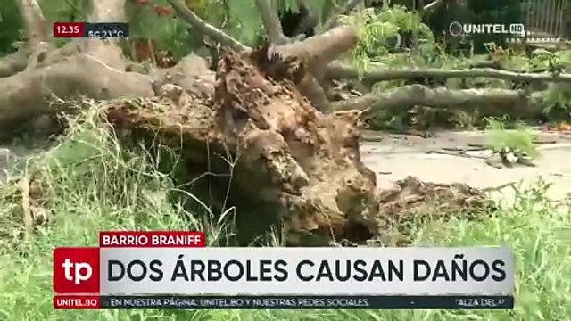 Fuertes vientos provocan caída de árboles en la capital cruceña