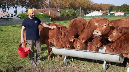 En Occitanie, la colère gronde chez des éleveurs "à bout de nerfs"