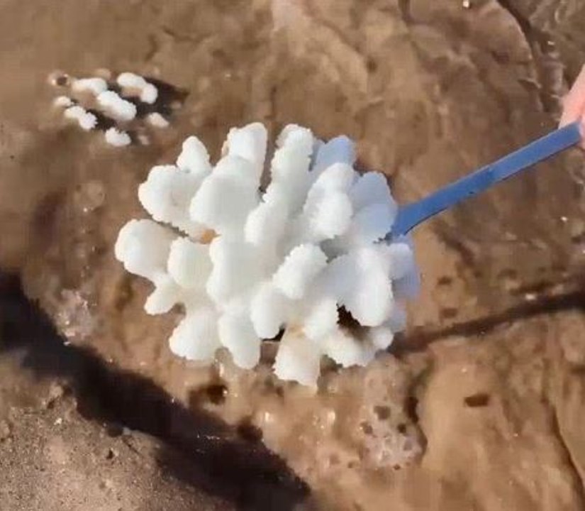 Mesmerizing sea creatures that hiding in the sand!