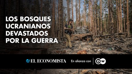 Los bosques ucranianos devastados por la guerra