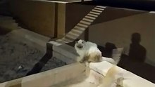 Nice cat Video
