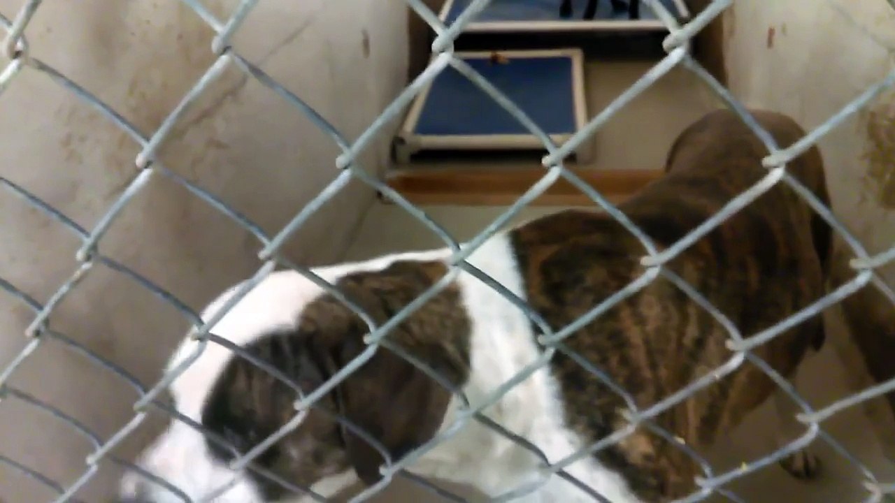 Old film❤️~7 Adoptable Doggies@PACC shelter❤️10-3-2017AbercrombieBeeBopPhoenixGooberPastaCarterRowdy