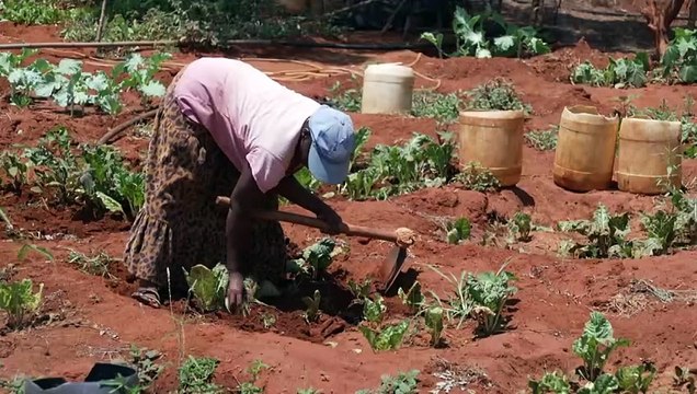 Abelhas ajudam a resolver conflito entre elefantes e agricultores no Quênia