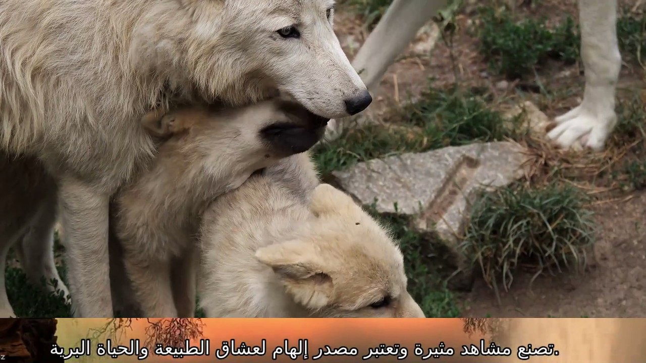 قصة هجم على قريتهم ذيب وعجزوا