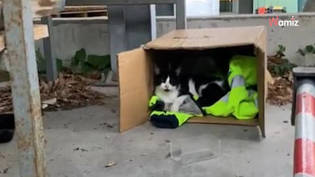 Provence-Alpes-Côte d'Azur : ils balancent trois chats devant le local d'une association, la colère monte