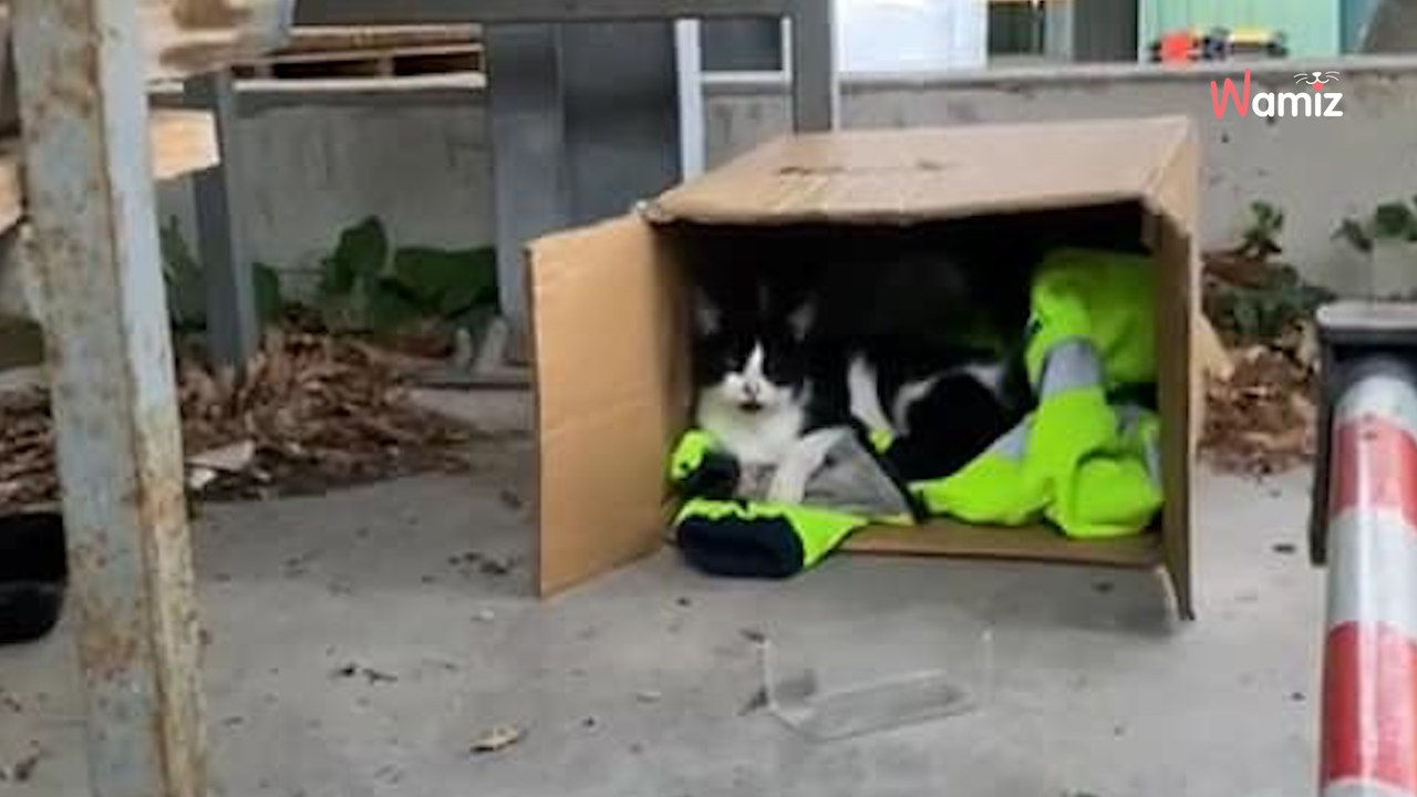Provence-Alpes-Côte d'Azur : ils balancent trois chats devant le local d'une association, la colère monte