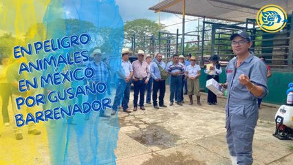 En peligro animales en México por gusano barrenador