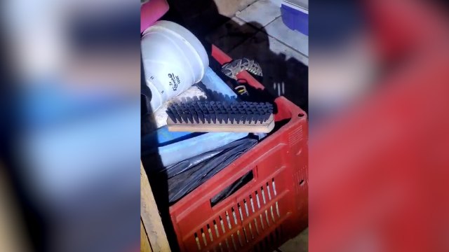 “Sogra é capturada”, ops; cobra jararaca é capturada no Bairro 14 de Novembro