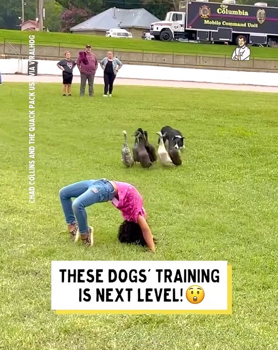 Dogs teach the lesson,,,,
