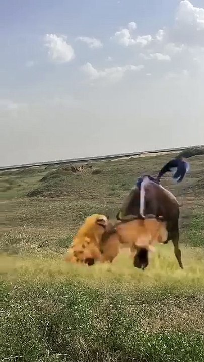 Enimals fight,,,,
