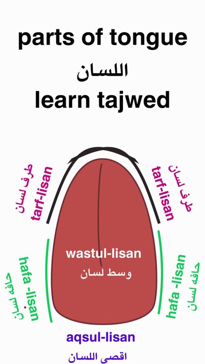 Learn tajweed | parts of tongue
