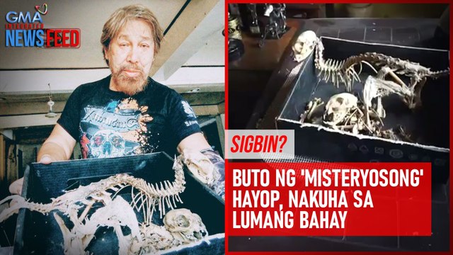 Sigbin? Buto ng 'misteryosong' hayop, nakuha sa lumang bahay | GMA Integrated Newsfeed